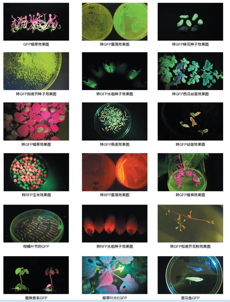 各種熒光蛋白的表達效果圖