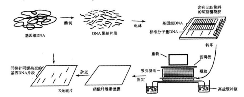 核酸分子雜交的類型和分子雜交方法